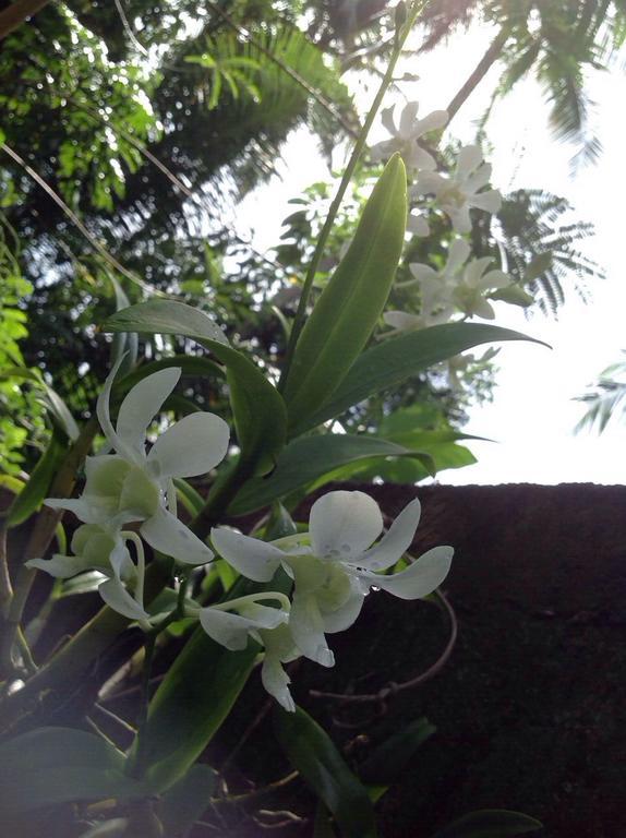 Tranquil Private Villa Near Bentota Beach מראה חיצוני תמונה